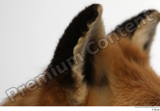 Red fox ear 0001.jpg